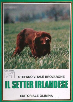 Il setter irlandese.